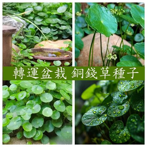 銅錢草 水耕|銅錢草土耕轉水耕